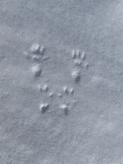 Peromyscus sonoriensis