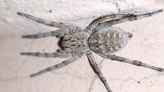 Geolycosa