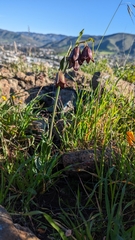 Fritillaria biflora