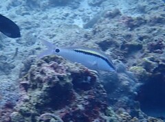 Parupeneus barberinus