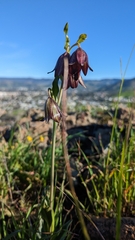 Fritillaria biflora