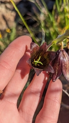 Fritillaria biflora