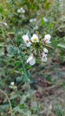 Diplotaxis erucoides