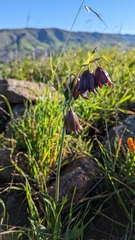 Fritillaria biflora