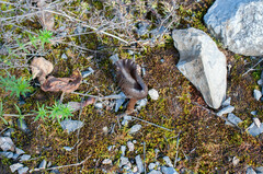 Pseudoclitocybe obbata