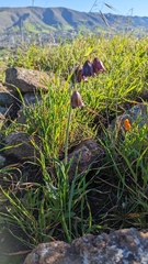 Fritillaria biflora