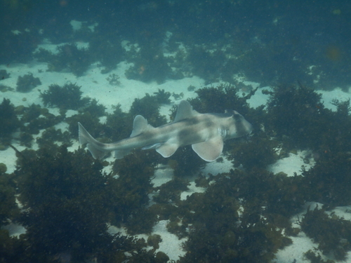 Heterodontus galeatus