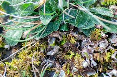 Lasionectria lecanodes