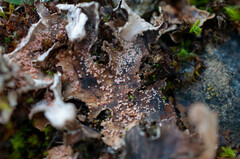 Lasionectria lecanodes