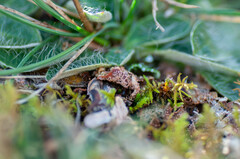 Lasionectria lecanodes