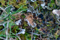 Lasionectria lecanodes