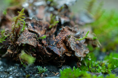 Lasionectria lecanodes