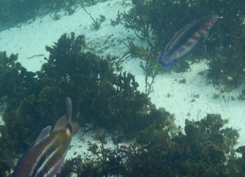 Eupetrichthys angustipes