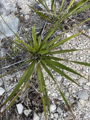 Yucca rupicola
