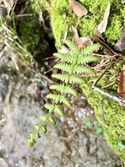 Macrothelypteris torresiana