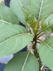 Jatropha