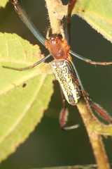 Trichonephila fenestrata