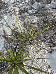 Yucca rupicola