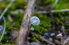 Hemimycena crispula