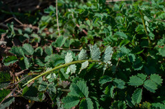 Phragmidium sanguisorbae