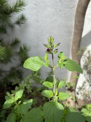 Salvia × jamensis