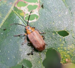 Poneridia semipullata