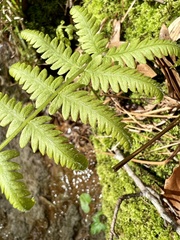 Macrothelypteris torresiana