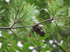 Pinus parviflora