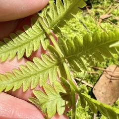 Macrothelypteris torresiana