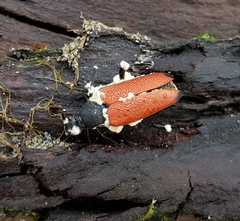 Beauveria bassiana