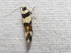 Macrobathra euryleuca