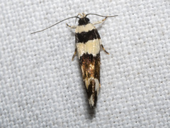 Macrobathra euryleuca