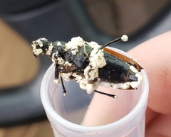 Beauveria bassiana