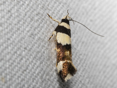 Macrobathra euryleuca