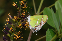 Chlorostrymon simaethis