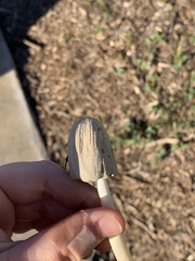 Coprinellus flocculosus