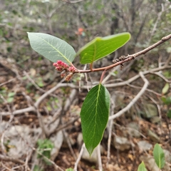 Rhus integrifolia × ovata