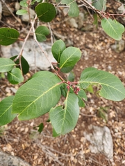 Rhus integrifolia × ovata