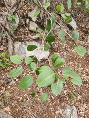 Rhus integrifolia × ovata