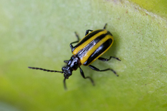 Lema confusa virgata
