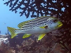 Plectorhinchus lineatus