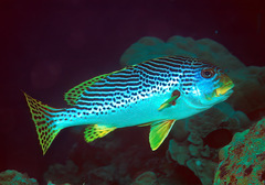 Plectorhinchus lineatus