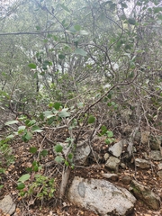 Rhus integrifolia × ovata