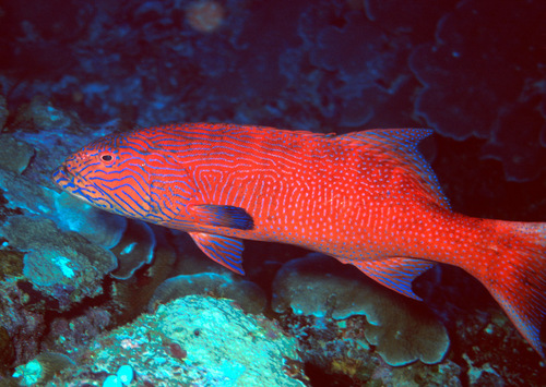 Highfin coral trout (Plectropomus oligacanthus) — Serranidae — 3