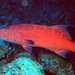 Highfin Coralgrouper - Photo (c) uwkwaj, some rights reserved (CC BY-NC), uploaded by uwkwaj