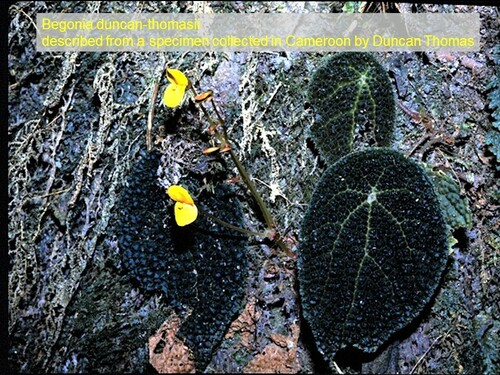 Begonia duncan-thomasii image