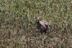 Pterocles gutturalis