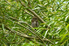 Glaucidium nana