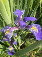 Iris savannarum