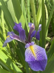 Iris savannarum